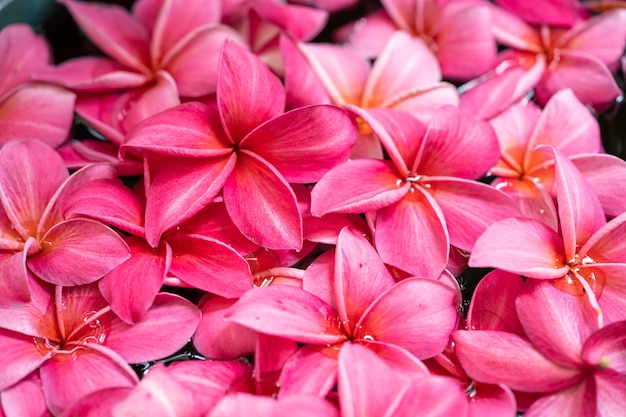 Blossom plumeria en frangipani achtergrond