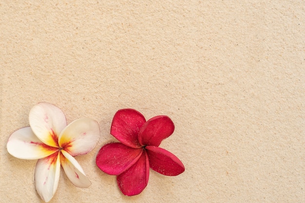 Blossom plumeria on sand beach background