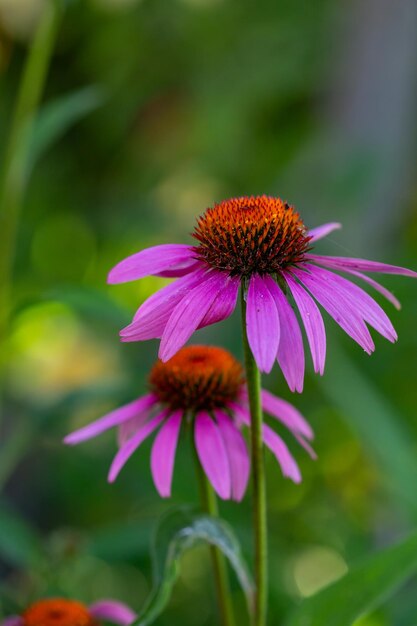 Blossom purple coneflowers on a green background on a sunny summer day macro photography