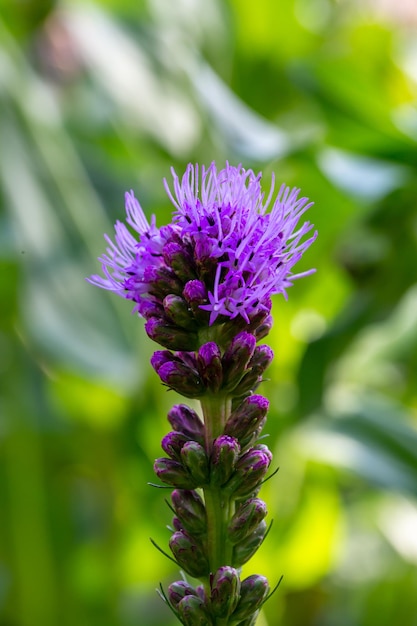 Blossom purple liatris flower on a green background on a sunny summer day macro photography.