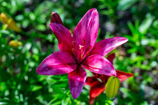 Blossom purple lily on a green background on a summer sunny day macro photography