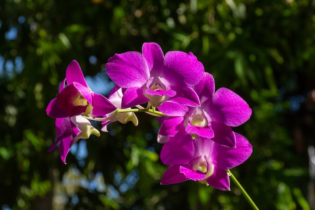 Blossom PurPle Orchids met donkere achtergrond