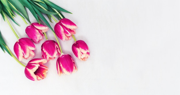 テキストのコピースペースを持つ明るい布の上の花紫チューリップの花。テーブルの上に生花を切る。