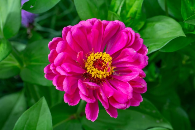 Blossom purple zinnia flower on a green background on a summer day macro photography