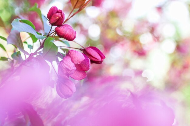 Blossom red apple tree flowers in in springtime with blurred background and copy space Spring season concept