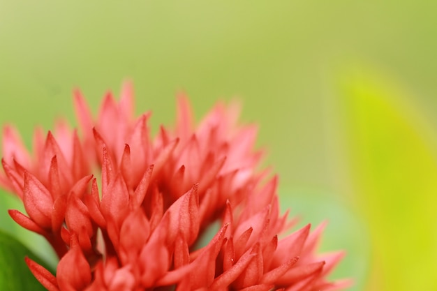 the blossom red flower