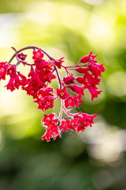 Blossom red Heuchera flower a on a yellow background in summertime macro photography