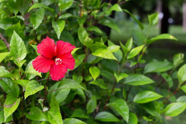 Photo blossom of red hibiscus flower on tree