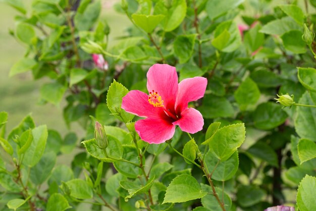 木に赤いハイビスカスの花の花