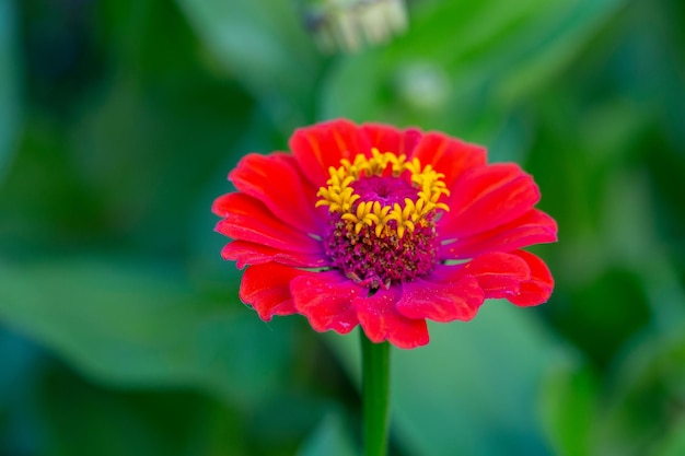 Blossom red zinnia flower on a green background on a summer day macro photography