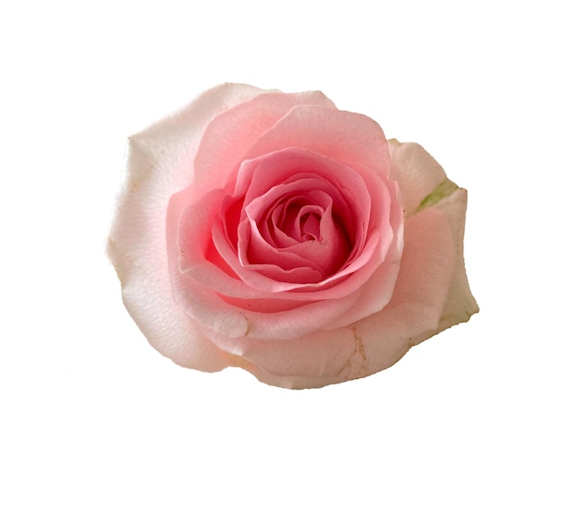 Blossom of a rose on a white background