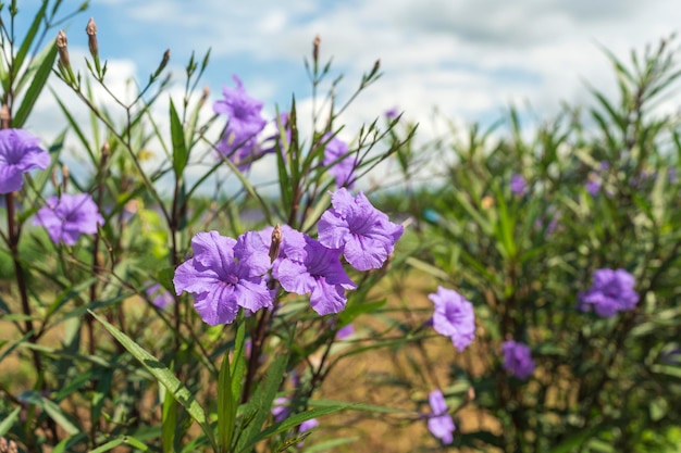 꽃 Ruellia squarrosa  ⁇ 은 날 필드에서