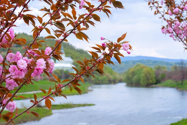 Foto blossom sakura bellissimo paesaggio con fiume e montagne