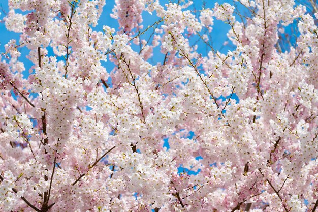 Blossom of sakura cherry in spring flower background