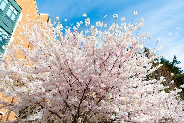 Blossom of sakura cherry tree on sunny blue sky in spring park tree