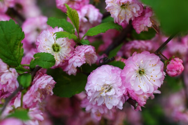 Blossom Sakura pink flowers close up