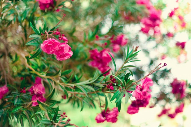 Sorgente del fiore, estate esotica, concetto di giorno soleggiato. fiore o nerium rosa di fioritura dell'oleandro in giardino. fiori selvatici in israele.