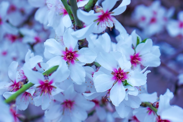 春の花 春の木に白い花がく