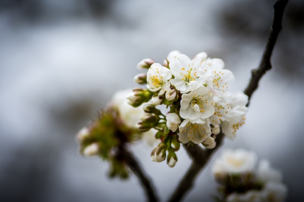 Blossom of spring 