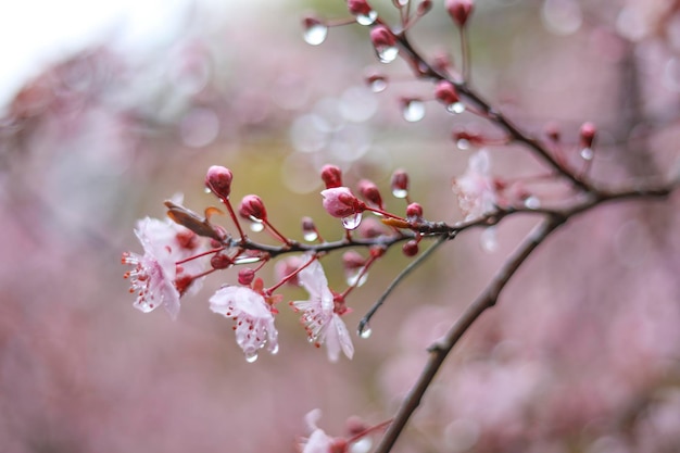 春の花