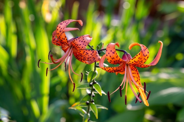 夏の夕日の光のマクロ撮影でオレンジ色の花びらを持つ花虎ユリの花