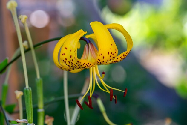 夏の夕日の光のマクロ撮影で黄色の花びらを持つ花オニユリ