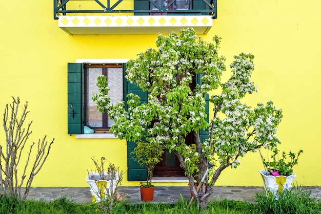 Blossom tree and bright yellow building in Venice