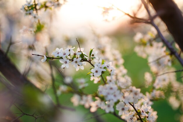 Blossom tree flowers closeup photo, sunset light.