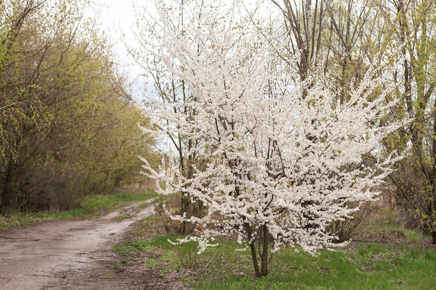 자연 배경 위에 꽃 나무입니다. 봄 꽃. 봄 배경