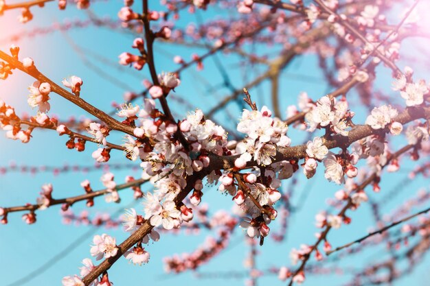 Blossom tree over nature background Spring flowersSpring Background