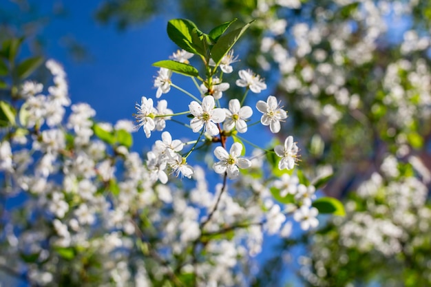 自然の背景に花の木春の花春の背景