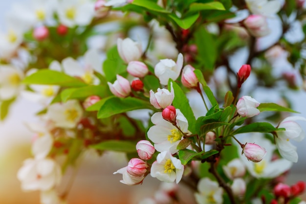 Photo blossom tree over nature background. spring pink flowers. spring background.