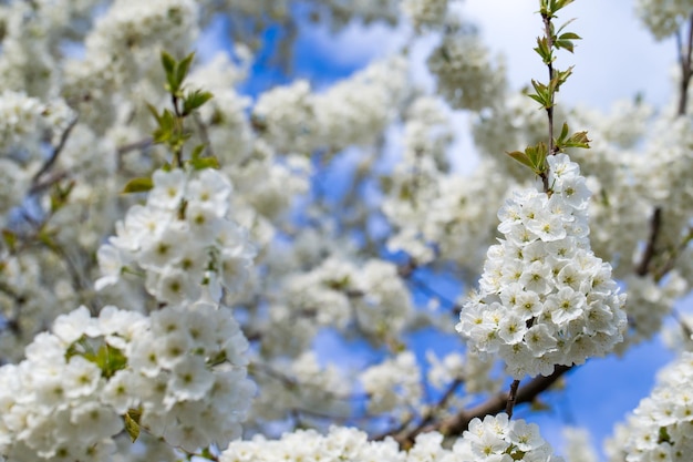 自然の背景に花の木