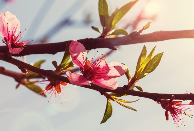 Blossom tree