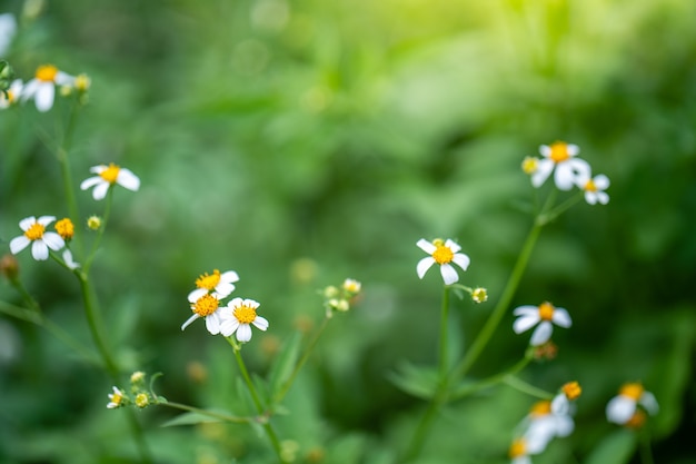 Blossom white Bidens pilosa flowers at field