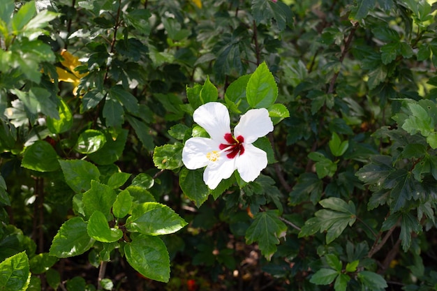 Blossom of white hibiscus flower on tree