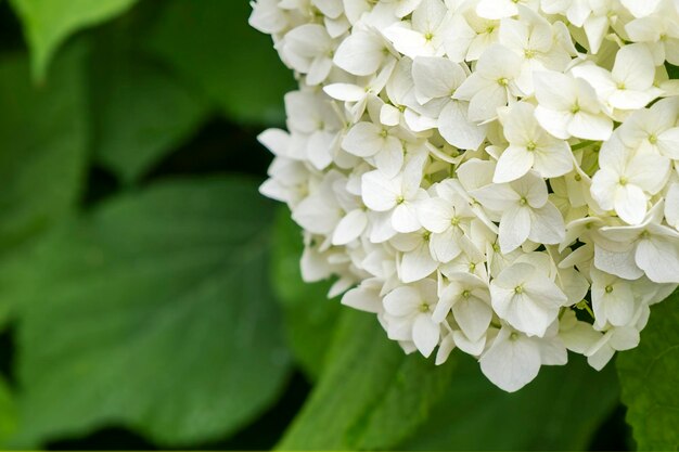 Photo blossom white hydrangea with green leafs blooming flower outdoor madeira island park portugal