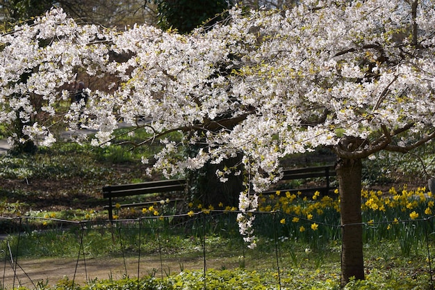 Blossom white japanese cherry tree