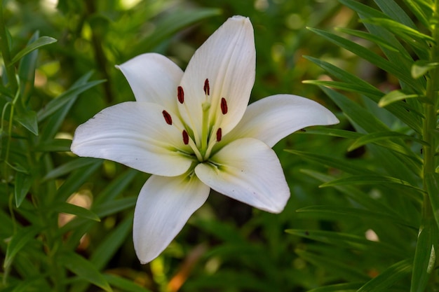Blossom white lily in a summer sunset light macro photography Garden lilies with white petals