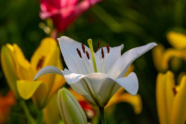 Blossom white lily in a summer sunset light macro photography