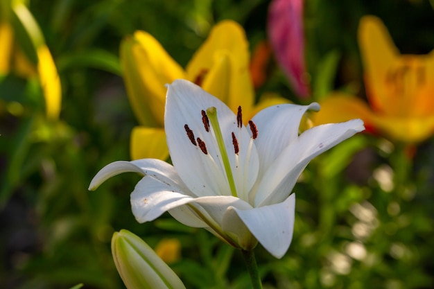 Giglio bianco del fiore in una fotografia macro della luce del tramonto di estate