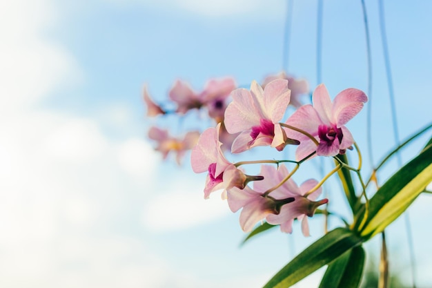 The blossom of a white pink orchid