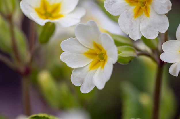 Blossom white primrose flower in a springtime macro photography Garden primula flower