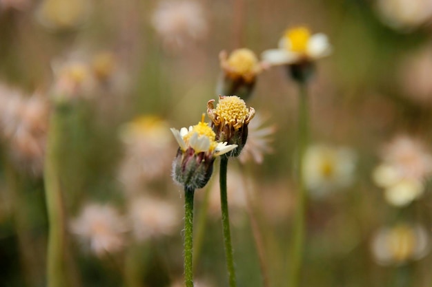 Foto erba selvatica in fiore