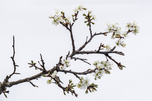 Фото Цвести. ветвь одичалого дерева с вишневым цветом на белой предпосылке.