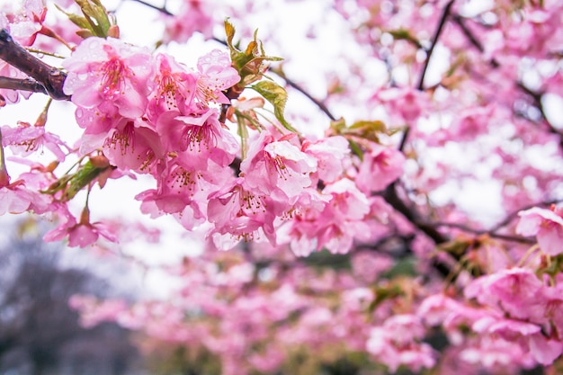 Blossomed cherry flowers