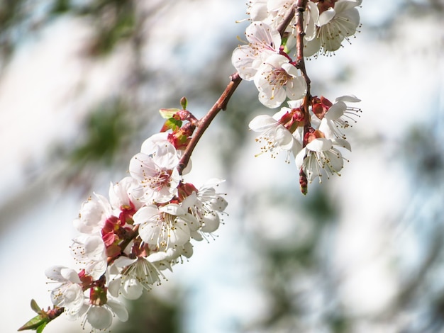 満開の桜白い花