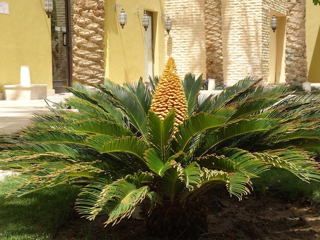 Blossomed Cycas plant in the garden