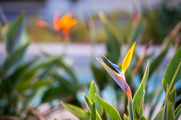 꽃이 만발한 strelitzia 꽃, 극락조