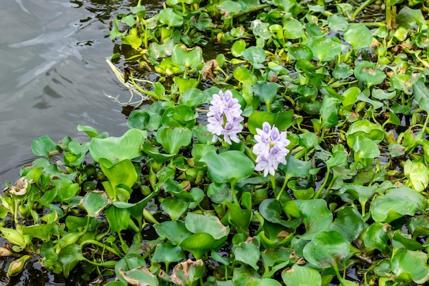 Blossomed water hyacinth flowers on the river close up